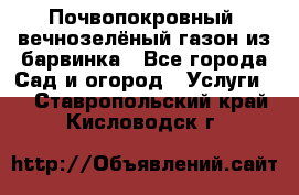 Почвопокровный, вечнозелёный газон из барвинка - Все города Сад и огород » Услуги   . Ставропольский край,Кисловодск г.